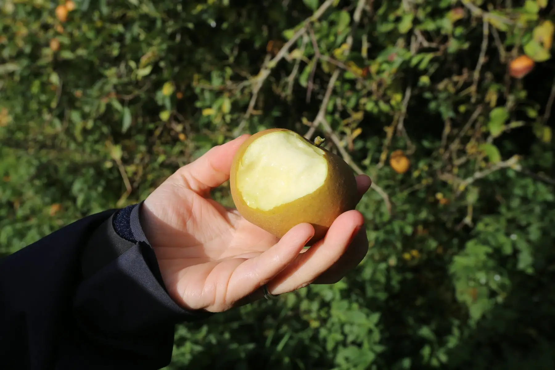A hand holding a yellow apple with a bite taken out of it, in front of an apple tree