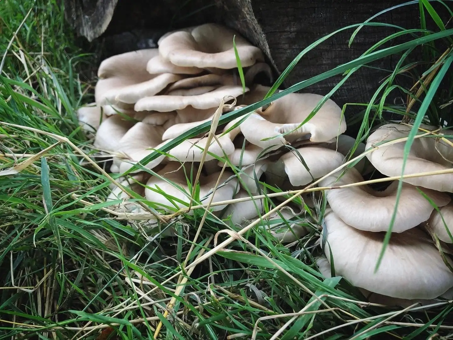A cluster of pale oyster mushrooms growing through long grass at the foot of a stump