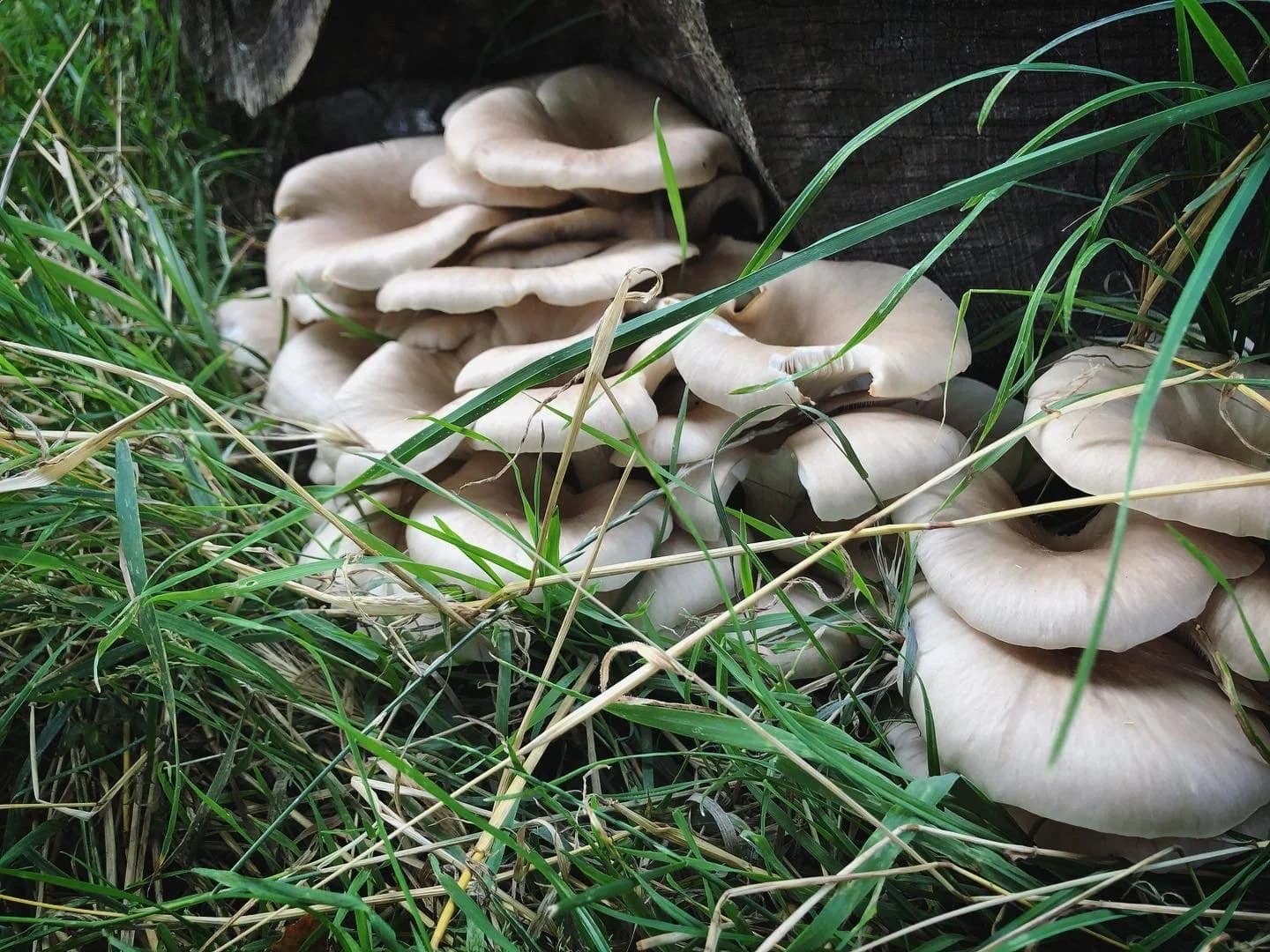 A cluster of pale oyster mushrooms growing through long grass at the foot of a stump