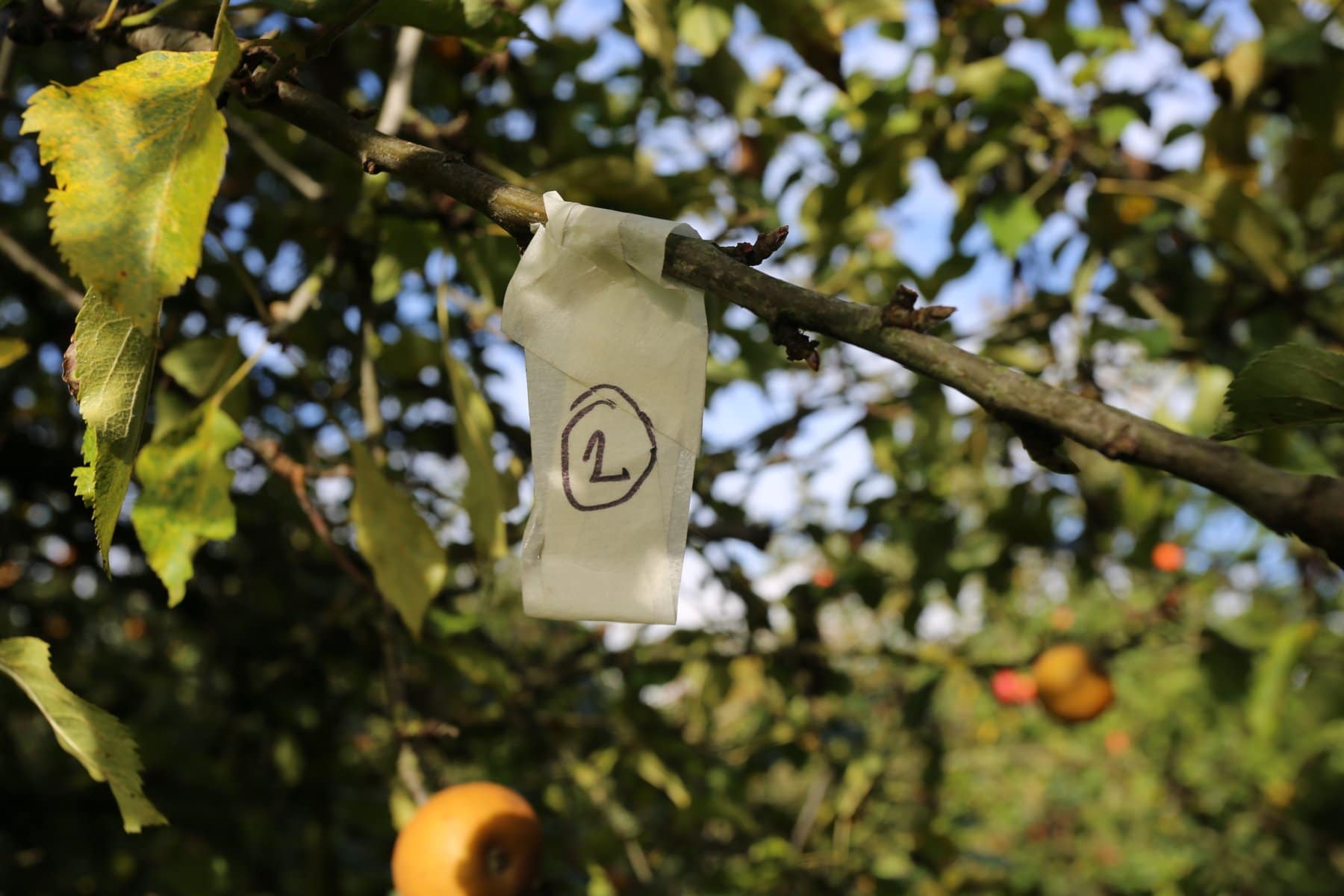 A paper tag marked with the number 2, tied to the branch of an apple tree
