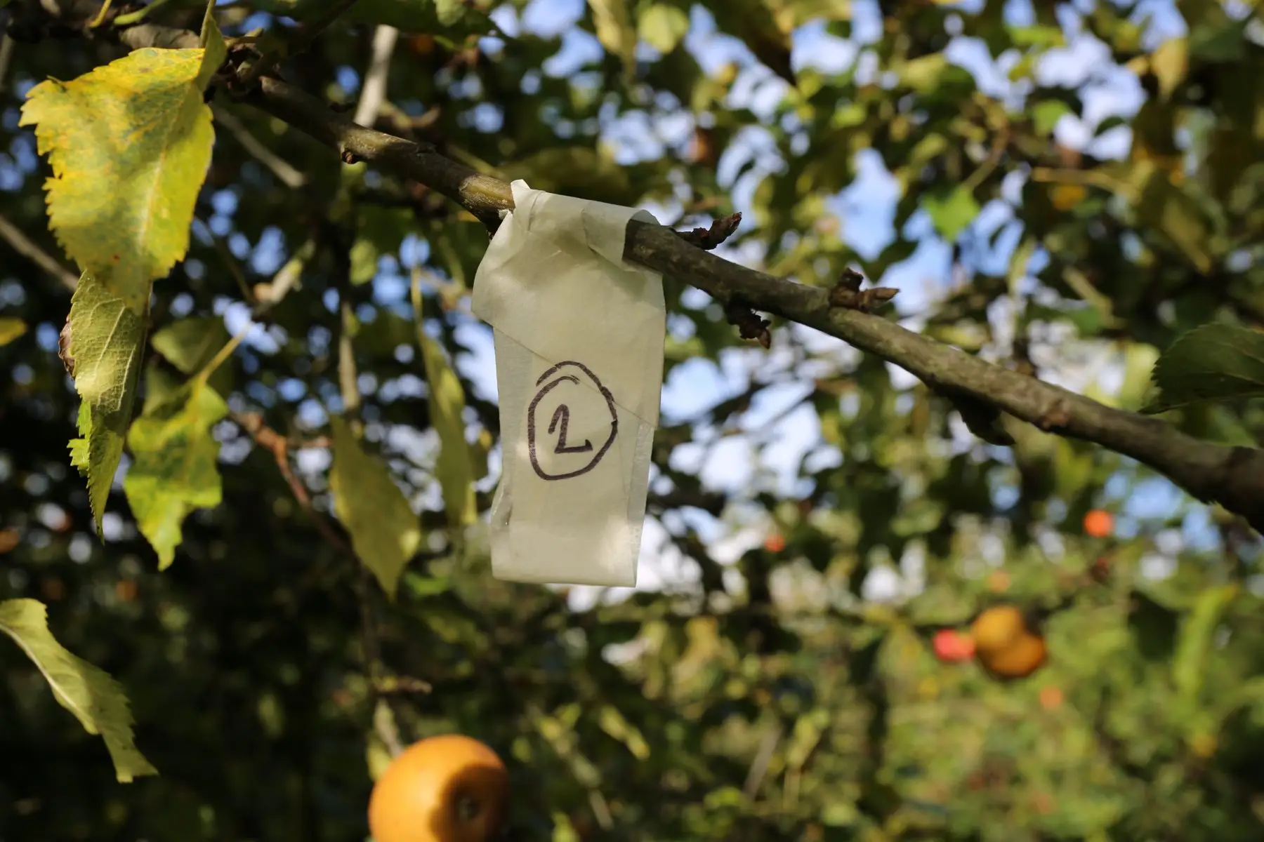 A paper tag marked with the number 2, tied to the branch of an apple tree