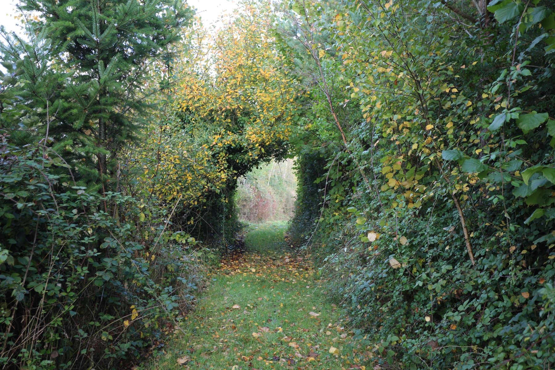 A grass path running under an arch of autumn hedge and trees