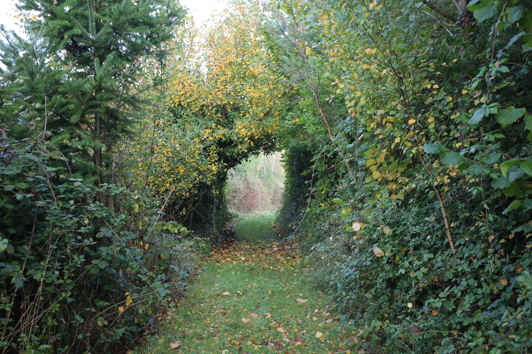 A grass path running under an arch of autumn hedge and trees